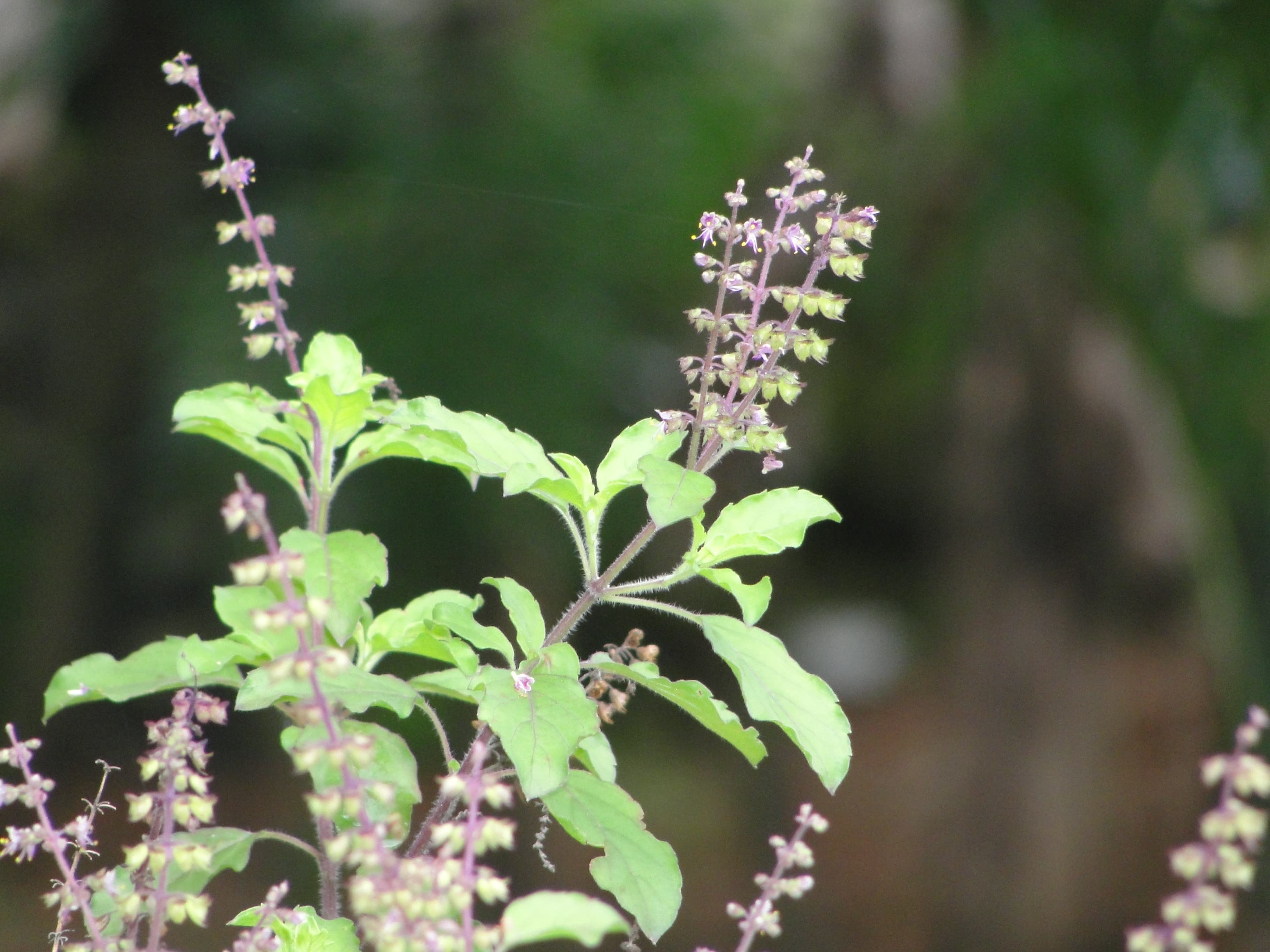 Tulsi holy basil plant in terracotta pot with small purple flowers blooming