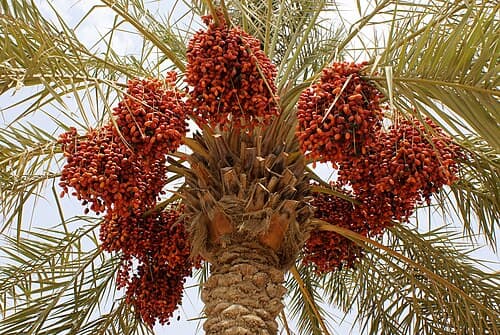 Gold date palm tree charm with laden fruit clusters and spreading fronds