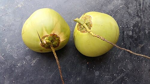 Whole coconut with three dark spots placed on red cloth with flowers as offering