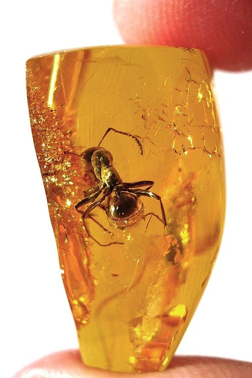 Polished Baltic amber cabochon in warm honey gold with a tiny prehistoric insect inclusion visible within